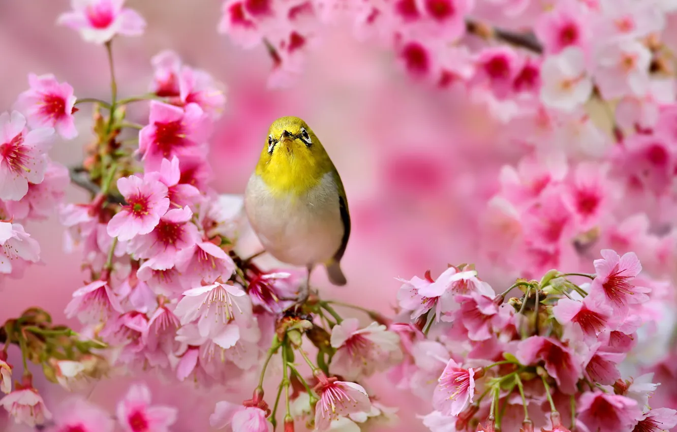 Photo wallpaper flowers, tree, spring, Sakura, Bird, pink, Japanese white-eye