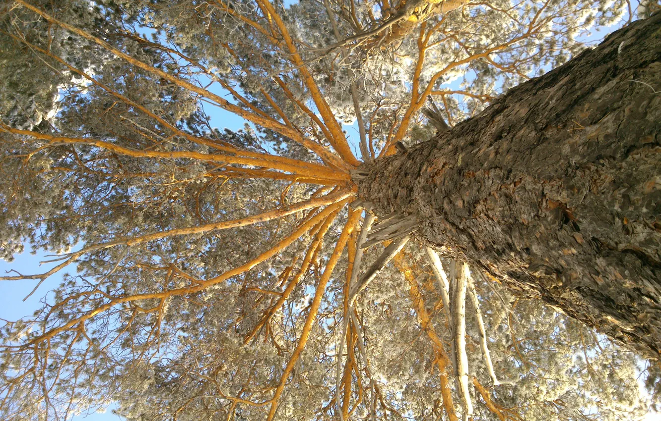 Photo wallpaper trees, view, pine