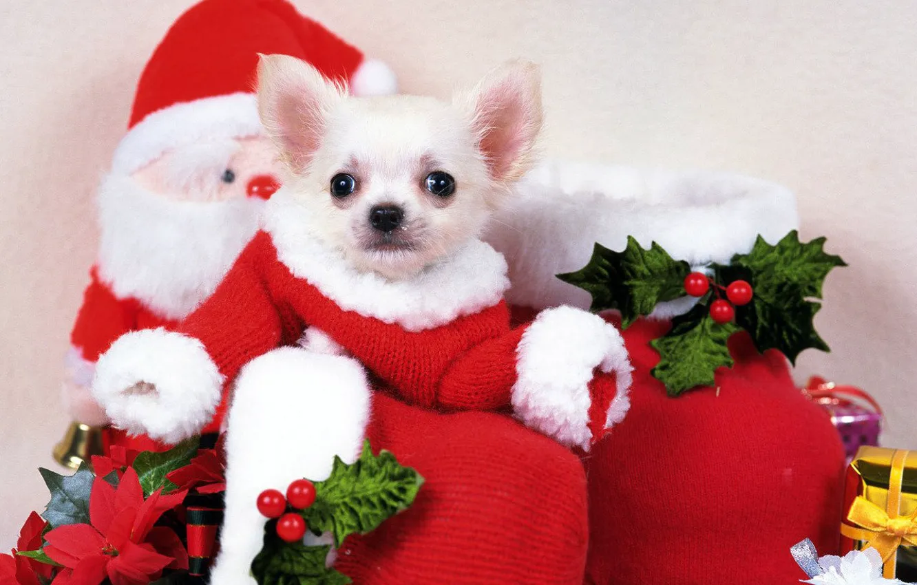 Photo wallpaper dogs, holiday, puppy