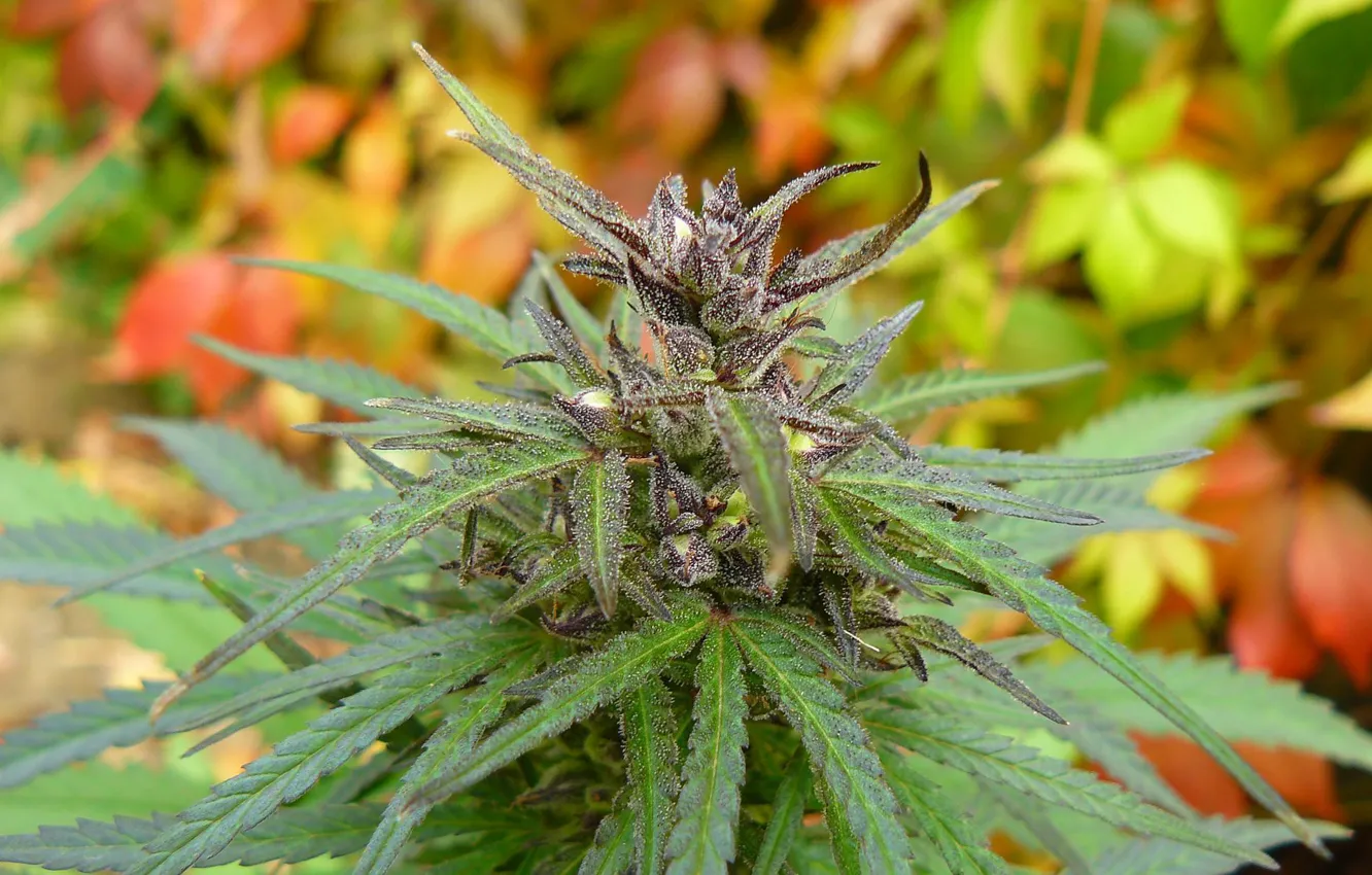 Magical feminized cannabis for treating Amyotrophic Lateral Sclerosis (ALS)