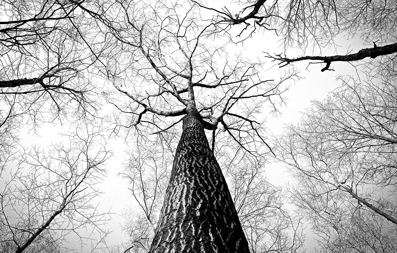 Wallpaper tree, black & white, tree images for desktop, section природа -  download