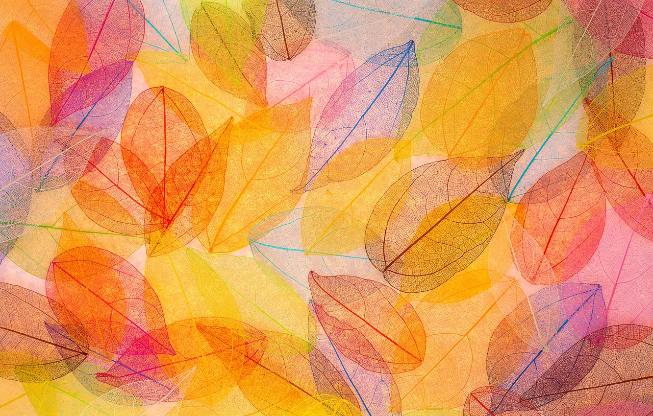 Wallpaper leaves, background, colorful, abstract, autumn, leaves, autumn,  transparent images for desktop, section текстуры - download