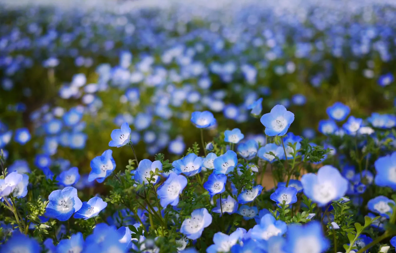 Photo wallpaper field, flowers, petals, blur, blue, bokeh, Nemophila