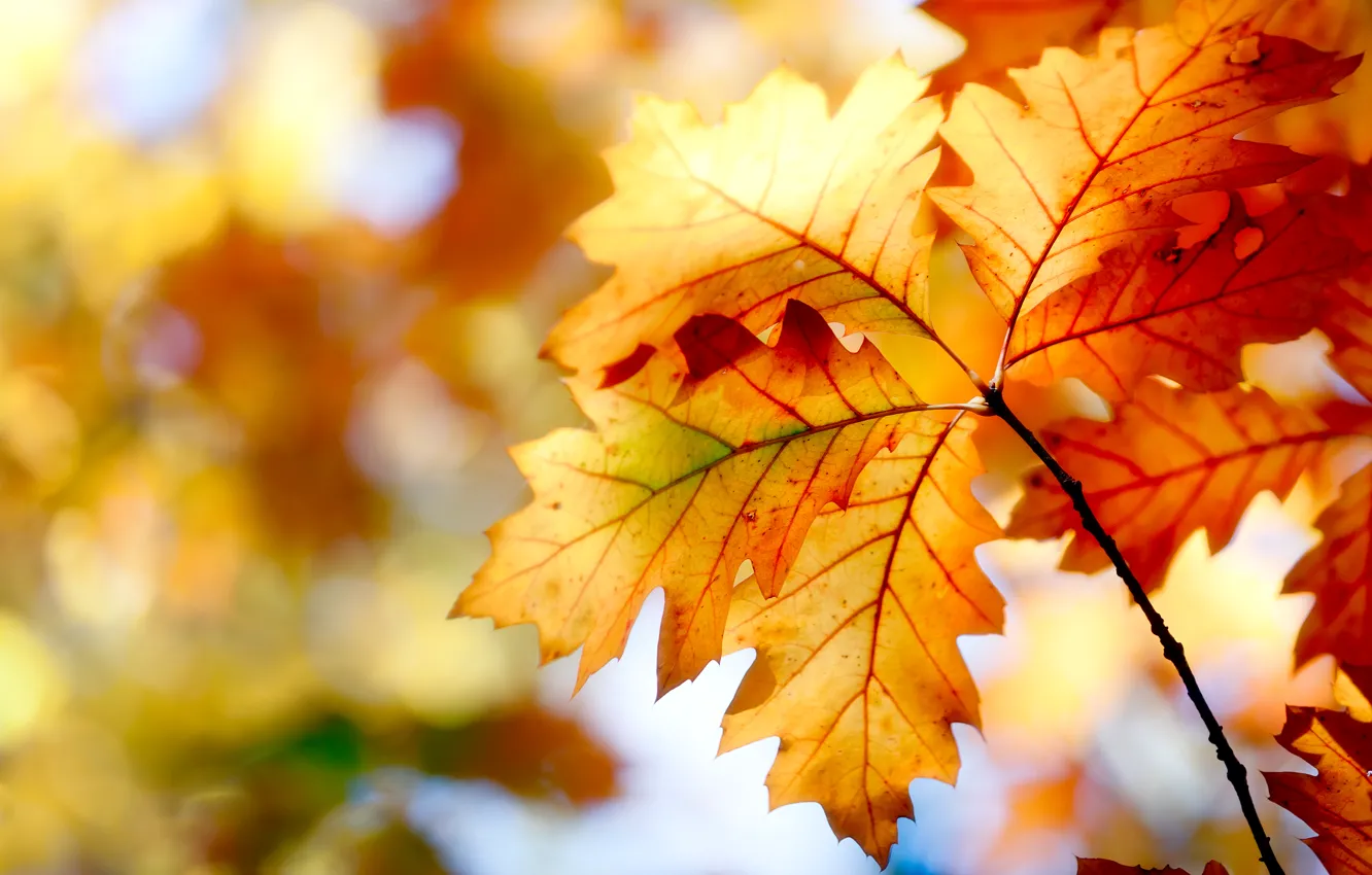 Photo wallpaper autumn, leaves, nature, paint, colors, nature, autumn, leaves, bokeh, bokeh, 2560x1600