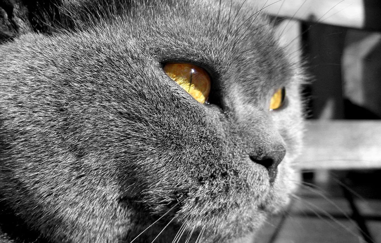 Photo wallpaper cat, severe, face