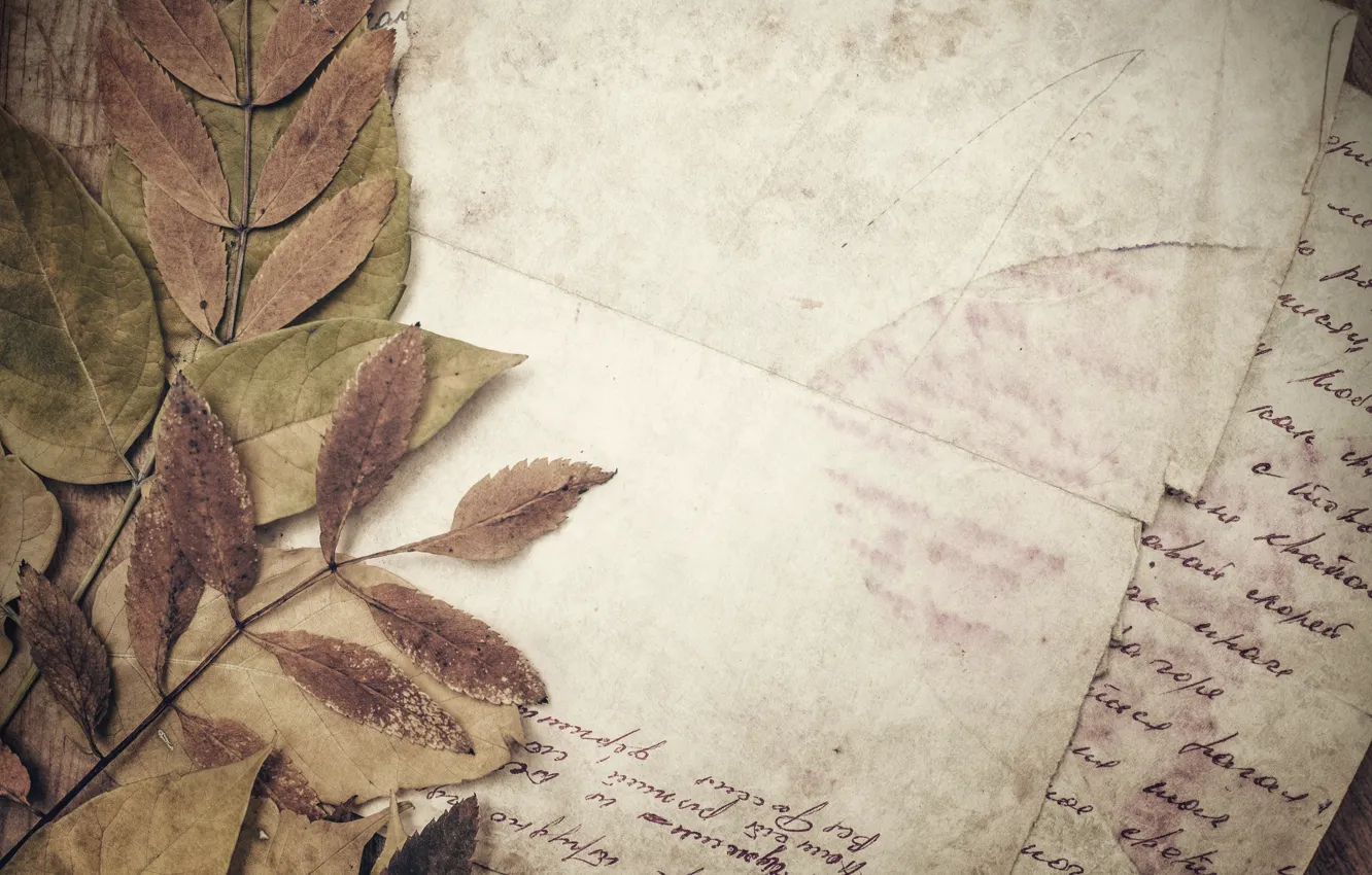 Wallpaper paper, line, vintage, vintage, dry leaves images for desktop,  section разное - download