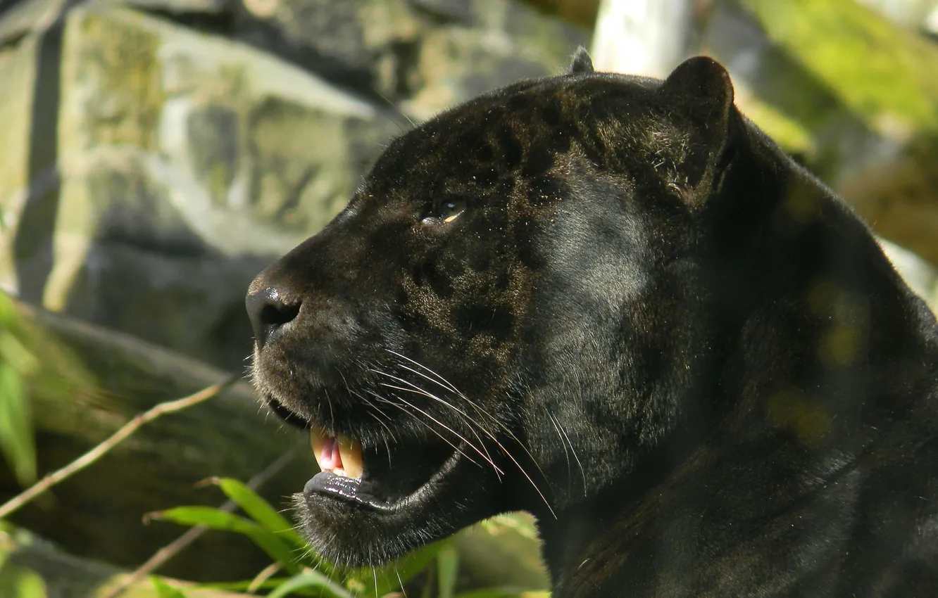 Wallpaper Look Face Black Predator Panther Jaguar Profile