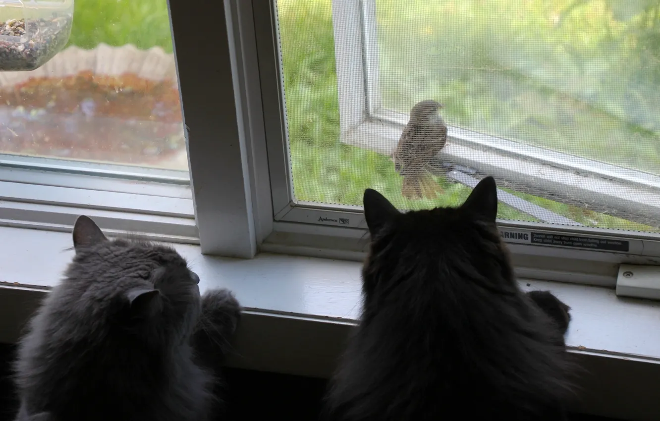 Photo wallpaper cats, bird, cats, window, Sparrow, observation
