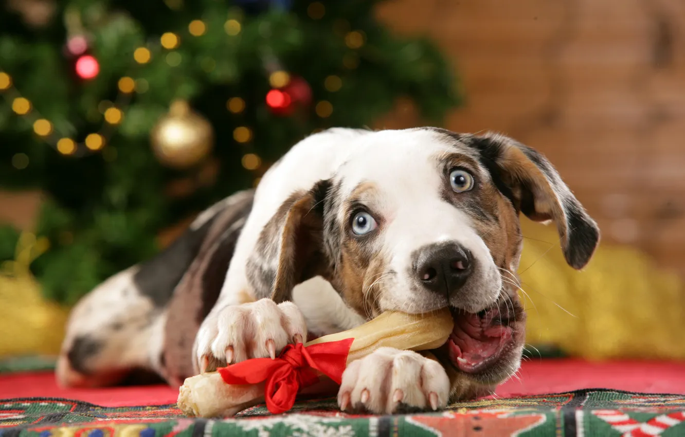Photo wallpaper holiday, new year, Christmas, Dog, gifts, bow, treat