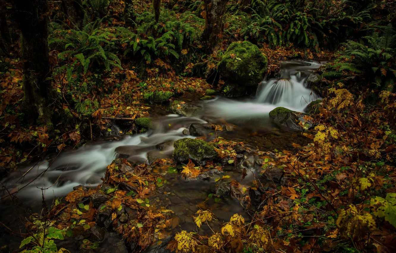 Photo wallpaper autumn, forest, leaves, stream, fern, Washington, Mount Rainier National Park, National Park mount Rainier, Washington …