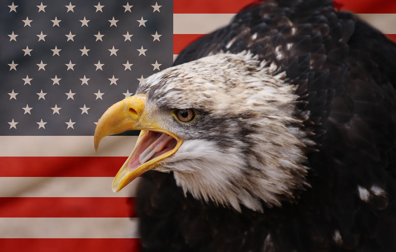 Wallpaper Bird Eagle American Eagle Images For Desktop Section Zhivotnye Download
