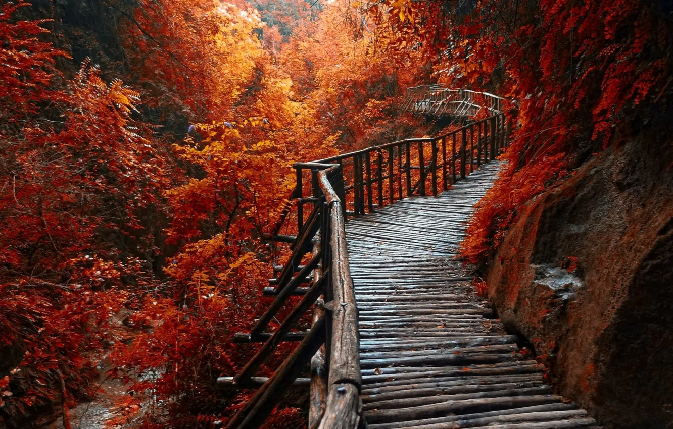 Wallpaper forest, river, trees, beautiful, walkway, red leaves, autum,  wooden path, morning view images for desktop, section природа - download