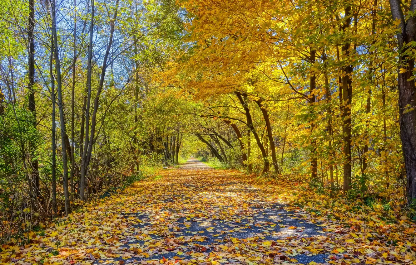 Wallpaper road, autumn, nature images for desktop, section природа ...