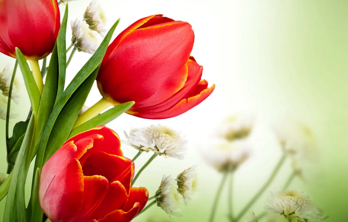 Photo wallpaper tulips, red, blossom, flowers, tulips