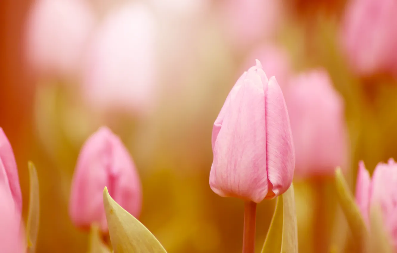 Photo wallpaper macro, light, flowers, nature, color, Tulip, treatment, spring, blur, tulips, pink, buds