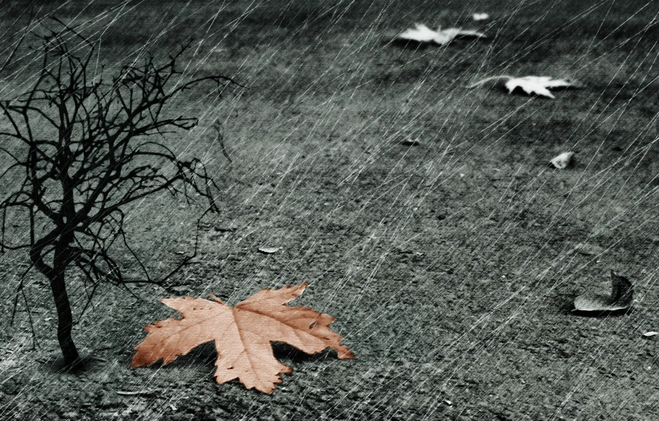 Photo wallpaper sheet, rain, tree