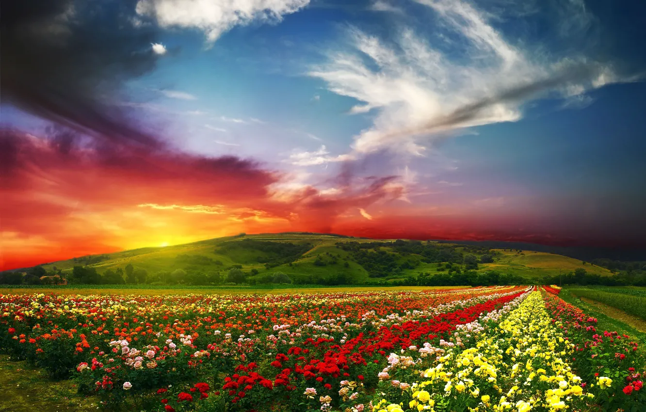 Wallpaper summer, the sun, clouds, landscape, flowers, nature, paint,  roses, valley, horizon, nature, scenery, Beautiful landscape, horizon,  countryside, rose valley images for desktop, section пейзажи - download