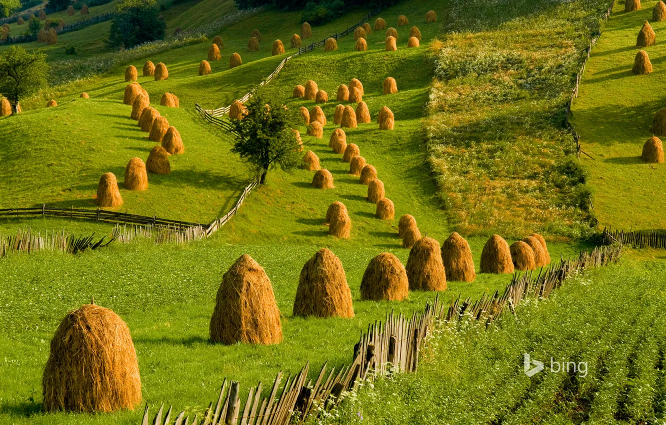 Photo wallpaper grass, hills, stack, Romania, MOP, Bukovina