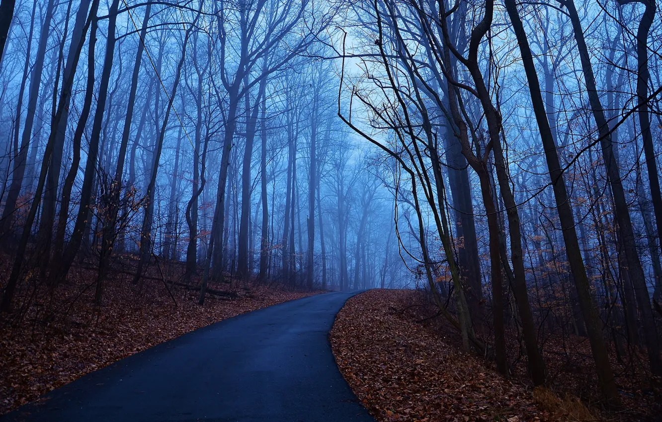 Photo wallpaper road, autumn, leaves, trees, blue, fog, dawn, morning, Forest