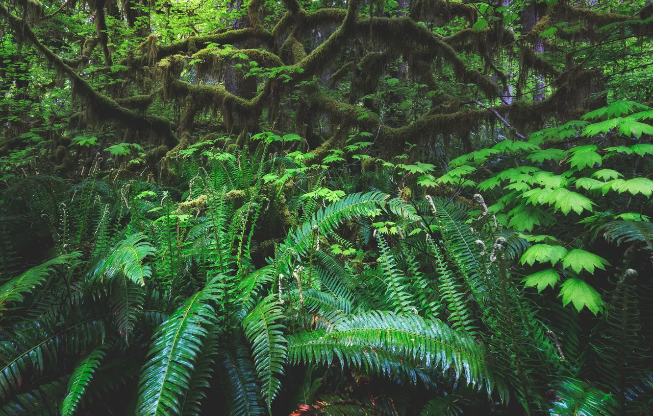 Photo wallpaper green, Jungle, forest, vine, fern