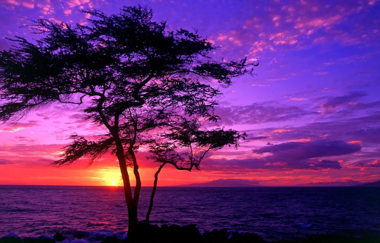 Wallpaper sea, sunset, tree, beautiful scenery images for desktop, section  природа - download