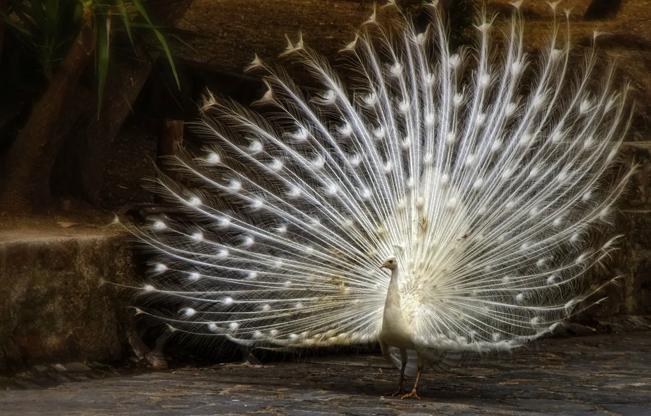 White Peacock Wallpapers for Android APK 