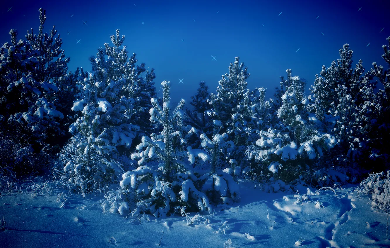 Photo wallpaper winter, snow, trees, blue, Tree