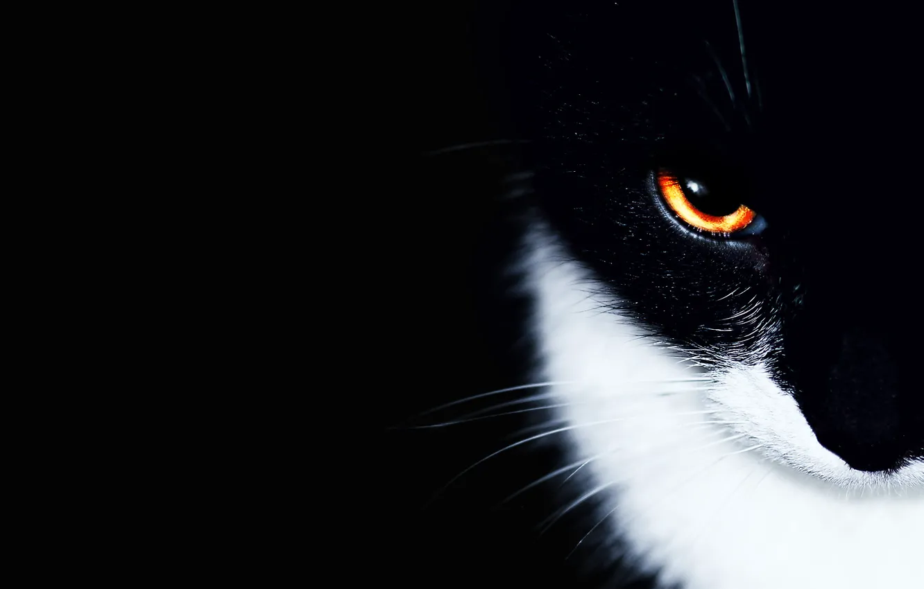 Photo wallpaper cat, cat, eyes, background, black, minimalism