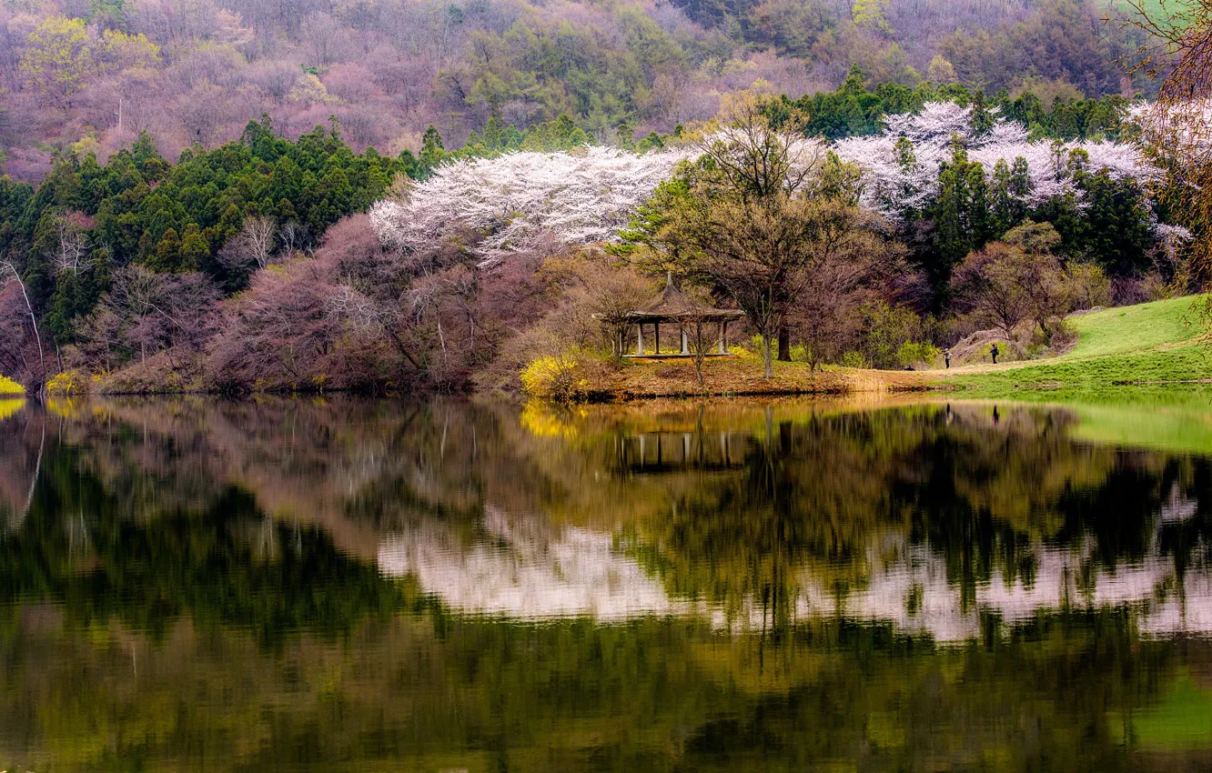 Photo wallpaper forest, water, trees, mountains, lake, reflection, shore, spring, gazebo, flowering, South Korea