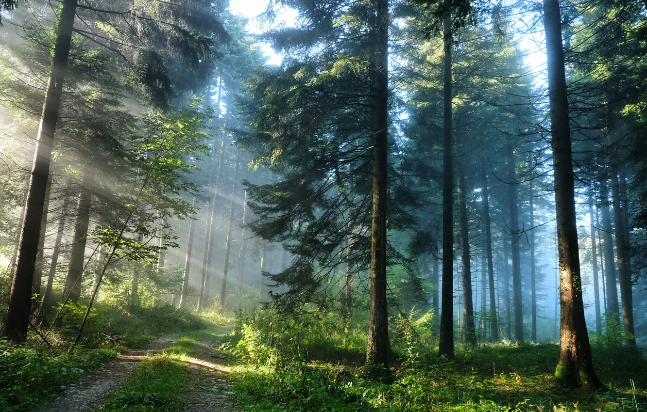 Photo wallpaper road, forest, light, nature