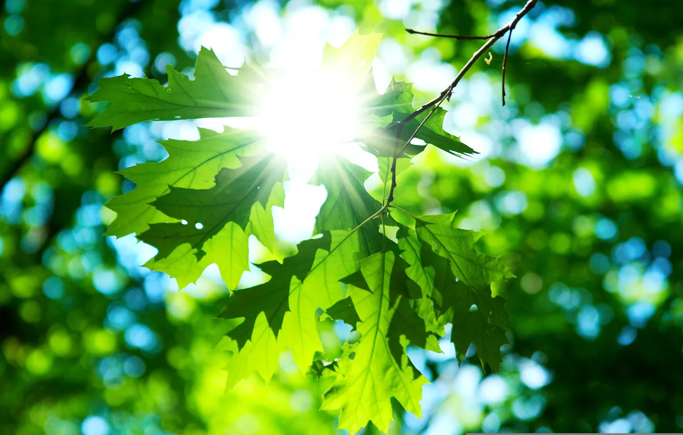 Wallpaper the sun, macro, green, background, Wallpaper, day, leaf, wallpaper,  leaves, widescreen, background, macro, sun, full screen, HD wallpapers, widescreen  images for desktop, section макро - download