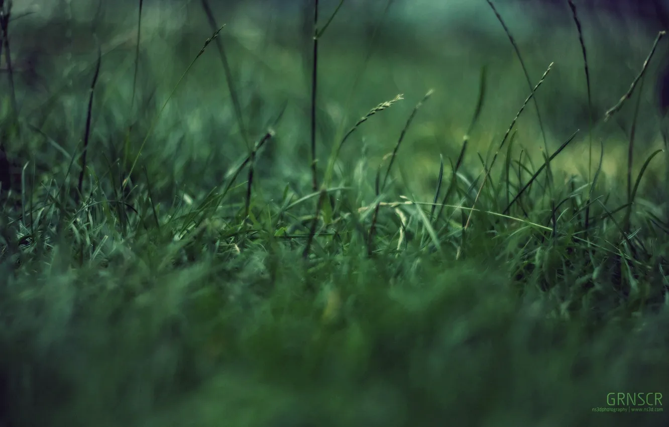 Photo wallpaper grass, macro, green garbage, concentration