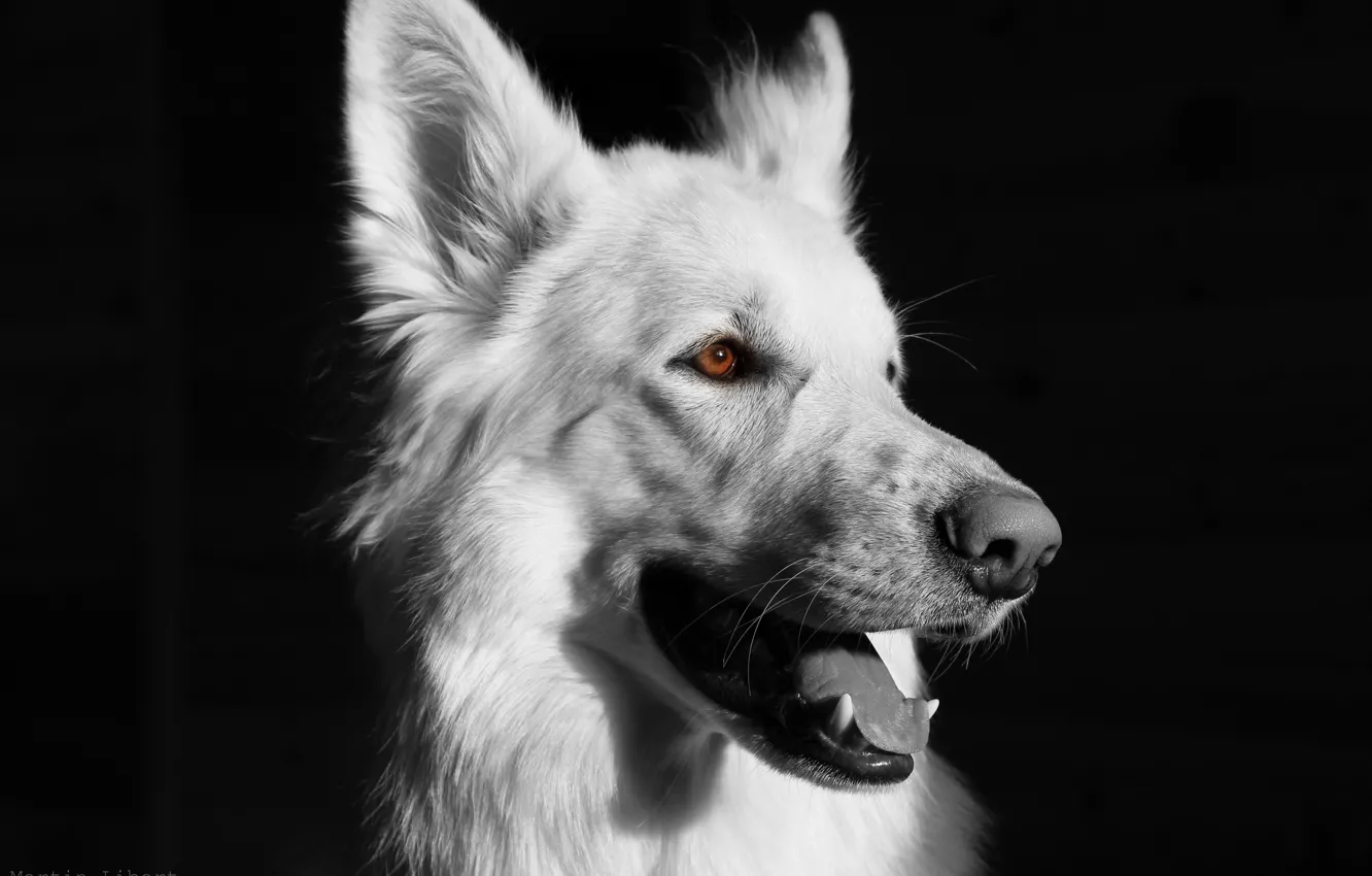 Wallpaper Dog, black background, black and white, white dog, BSO., white  shepherd images for desktop, section собаки - download
