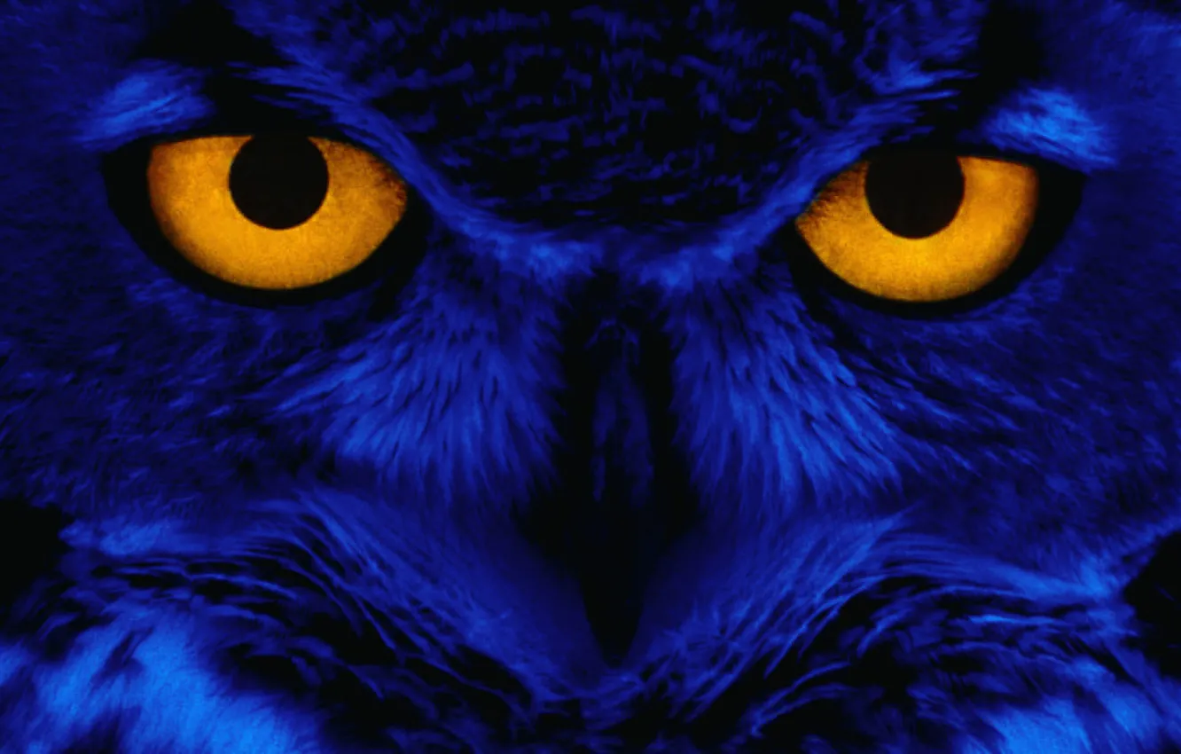 Wallpaper eyes, look, blue, owl, bird, Yellow, Eyes, Owl images for  desktop, section животные - download
