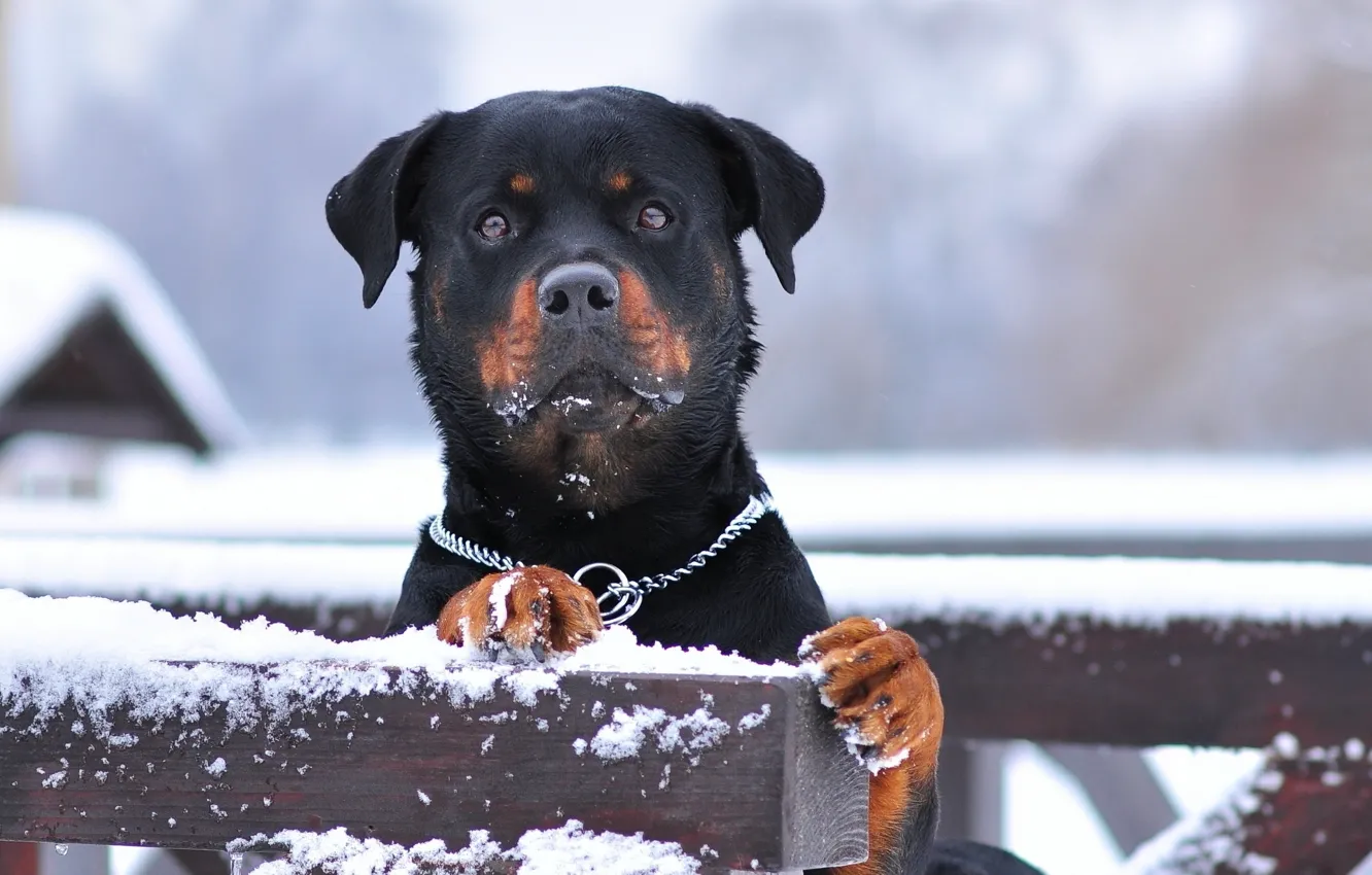 Featured image of post Rottwieler Wallpaper - Downloads rottweiler free wallpaper from our store page.
