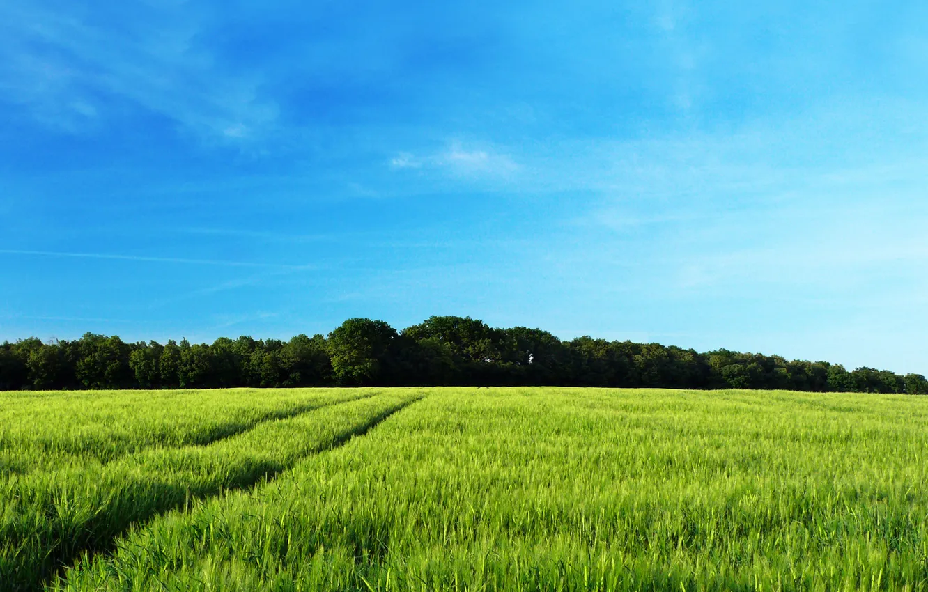 Photo wallpaper field, forest, summer, trees, nature, tree, landscapes, field, spring