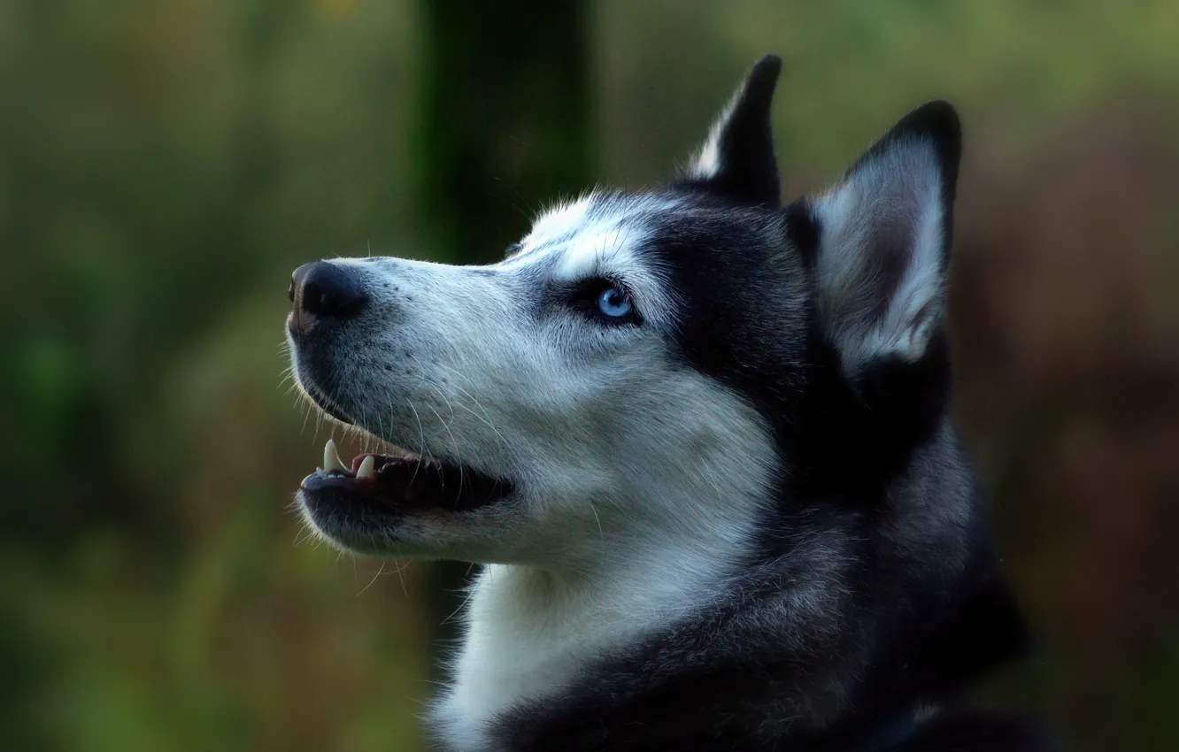 Photo wallpaper portrait, dog, profile, Siberian husky