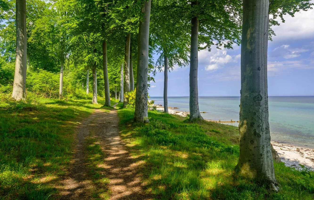 Photo wallpaper forest, trees, lake, shore, path