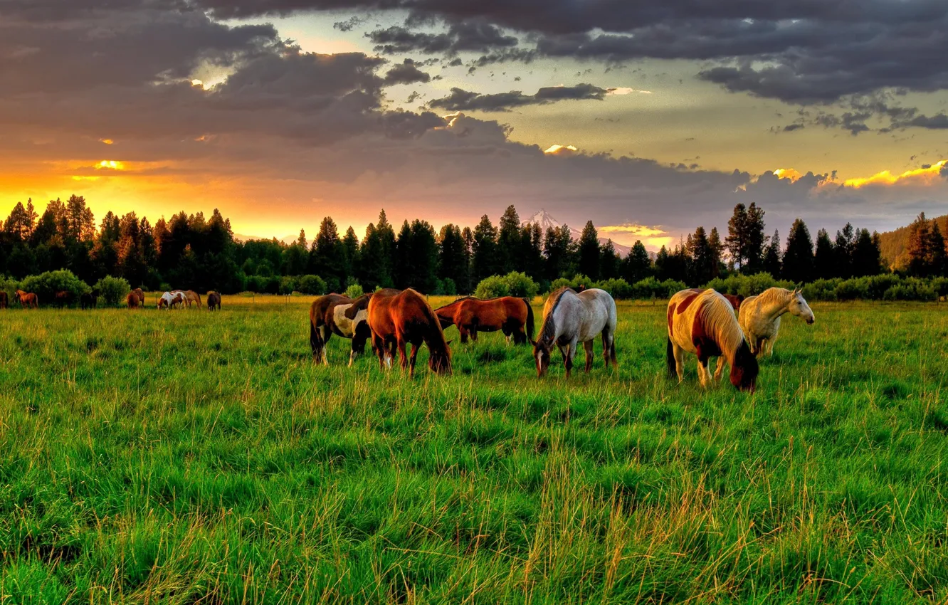 AOFOTO 5x3ft Horses in Pasture Backdrop Rural Turkey Farm Photography Background Spring Sunset Summer Sunrise Countryside Meadow Paddock Tree Rustic Rider Equestrian Derby Party Photo Studio Props