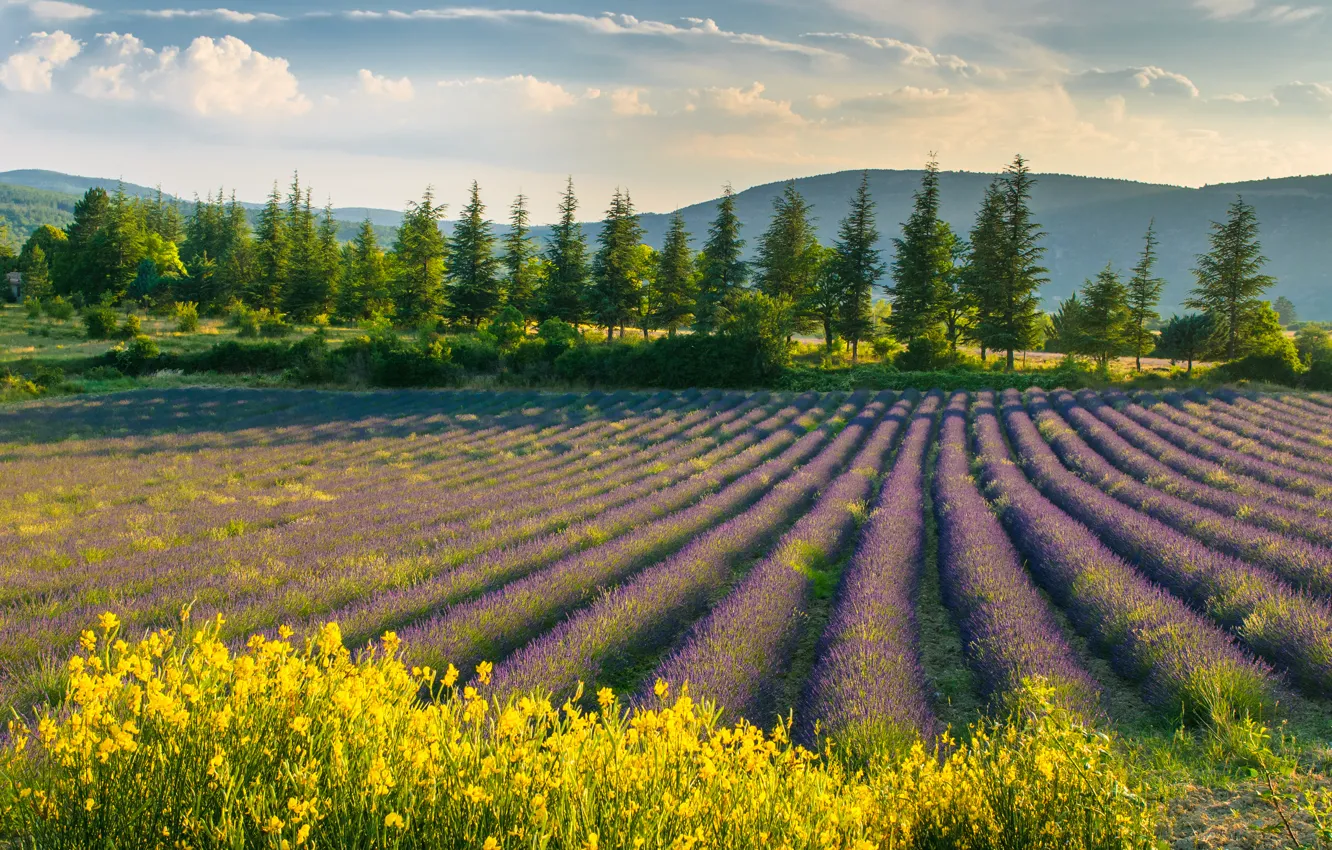 Photo wallpaper field, the sky, landscape, flowers, nature, spring, lavender, purple flowers