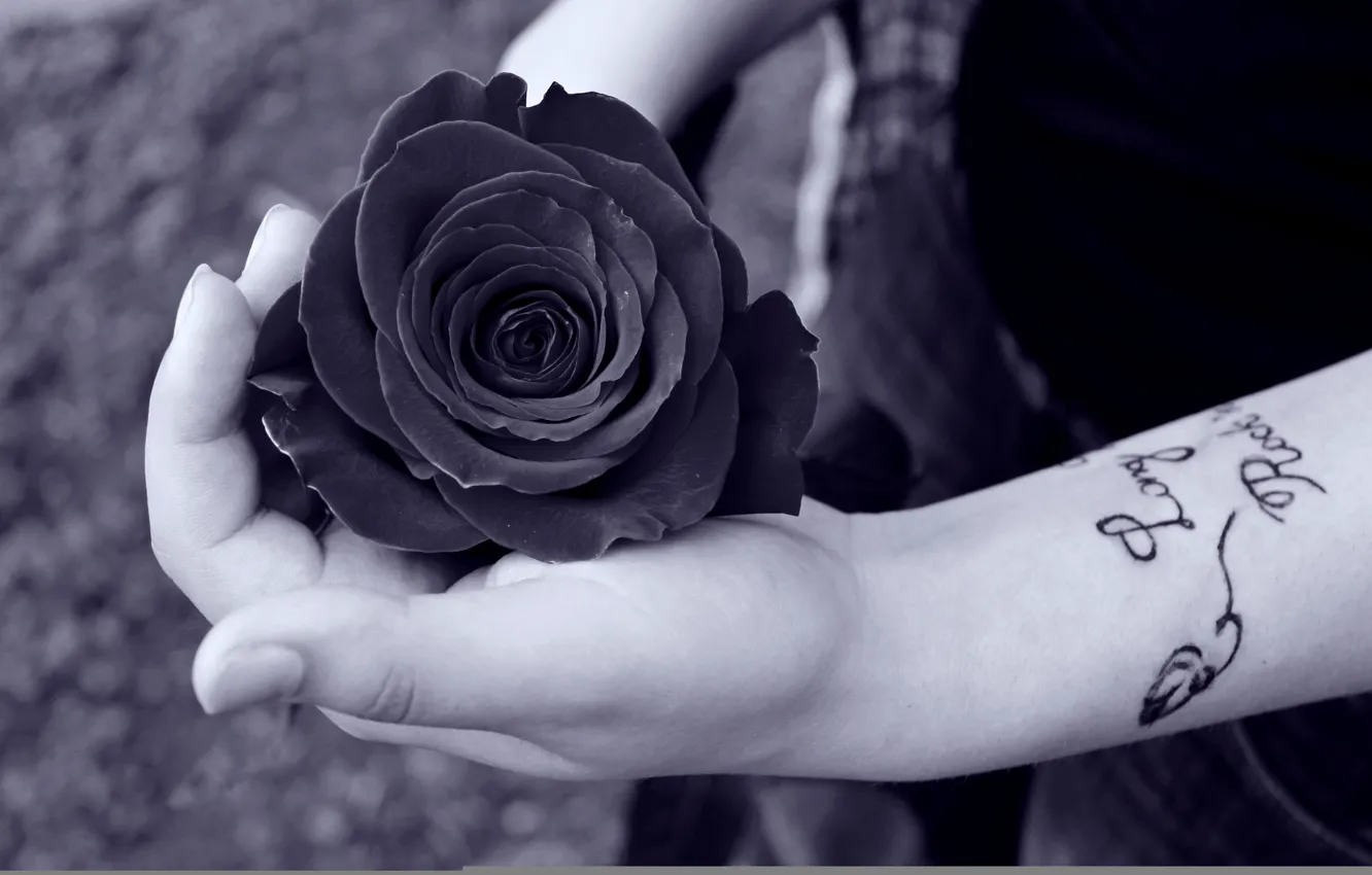 Wallpaper woman, tattoo, hands, black rose images for desktop, section  настроения - download