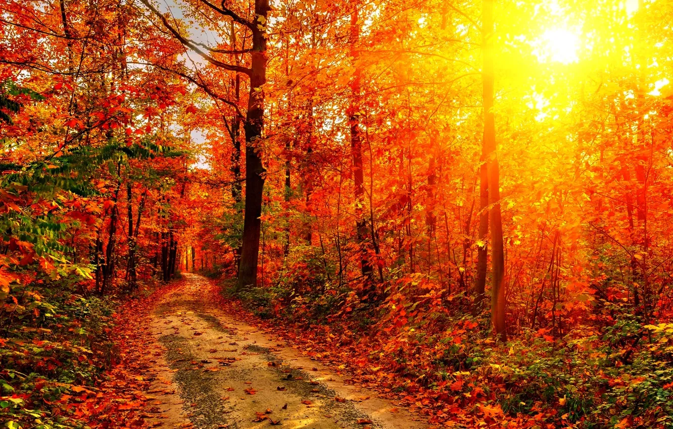Wallpaper road, autumn, forest, leaves, the sun, rays, trees, sunset ...