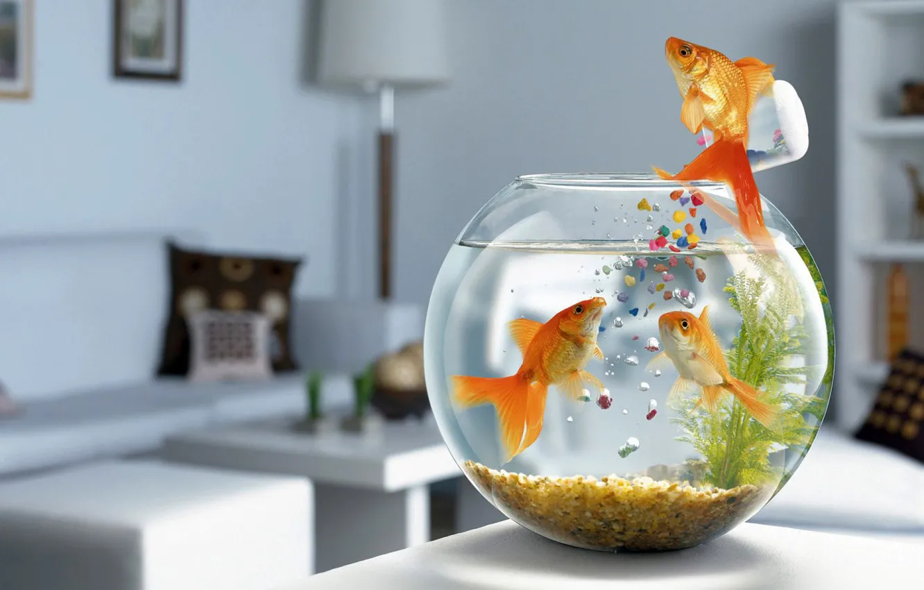 Photo wallpaper fish, aquarium, food