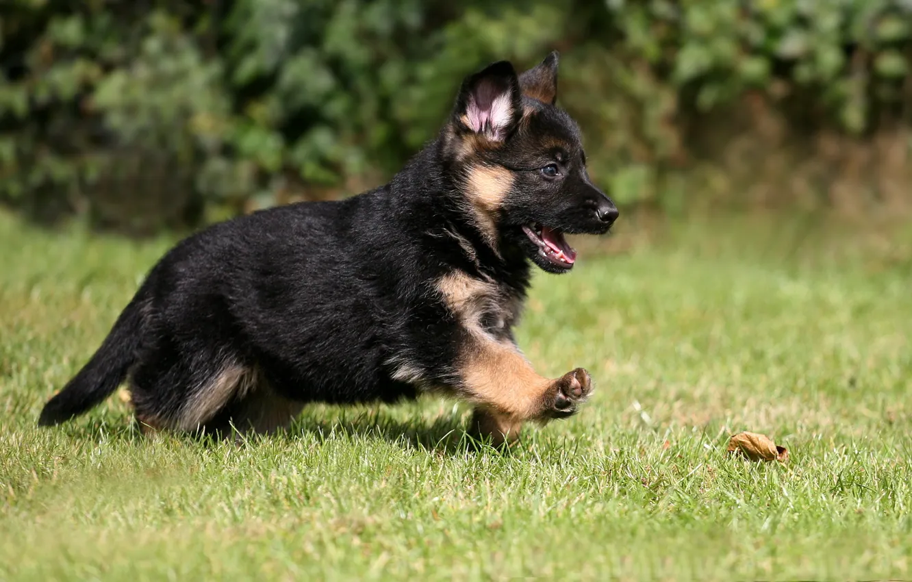Wallpaper puppy, dog, pet, German Shepherd images for desktop, section  собаки - download
