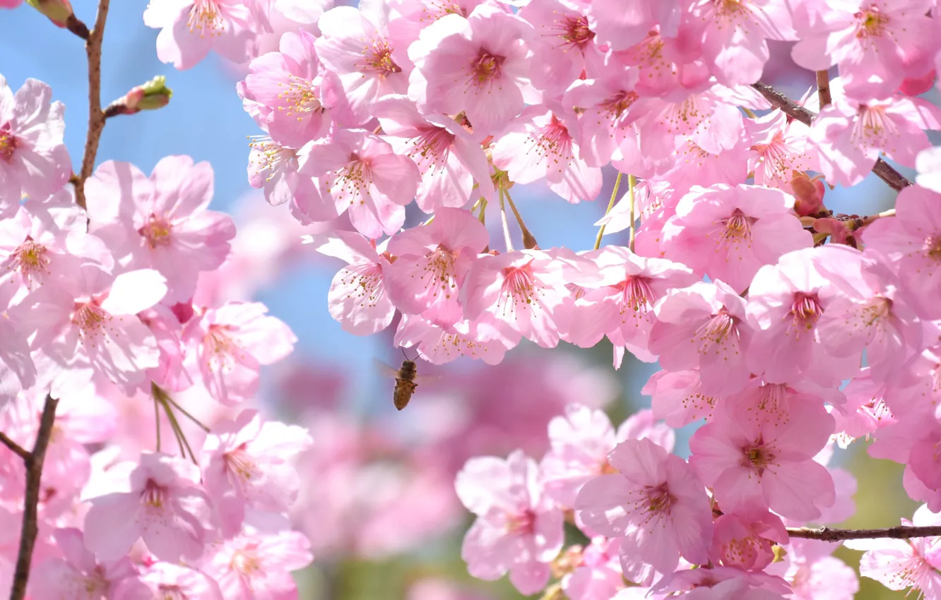 Wallpaper branches, cherry, bee, tree, pink, spring, Sakura images for  desktop, section цветы - download