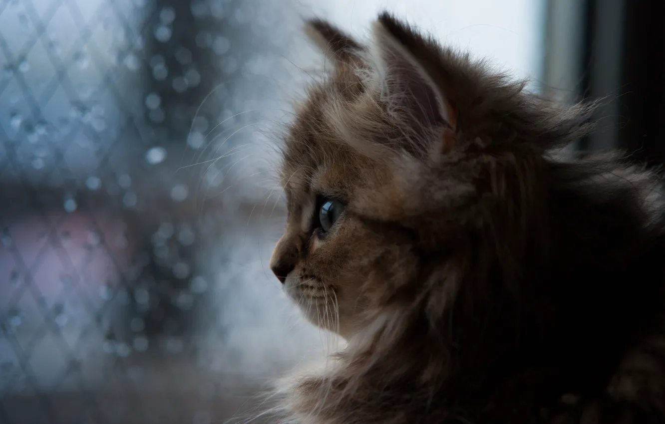 Photo wallpaper cat, rain, window, Daisy, © Ben Torode