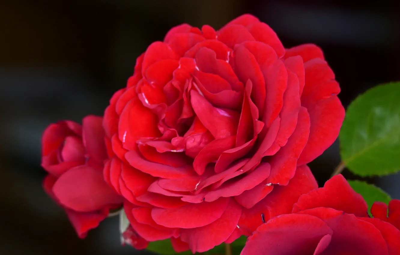 Wallpaper macro, rose, scarlet rose images for desktop, section цветы ...