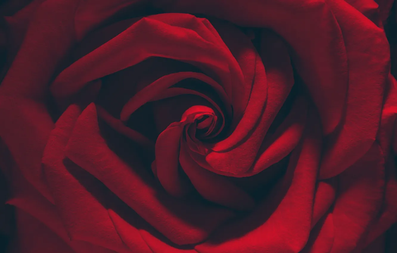 Photo wallpaper macro, rose, petals, red