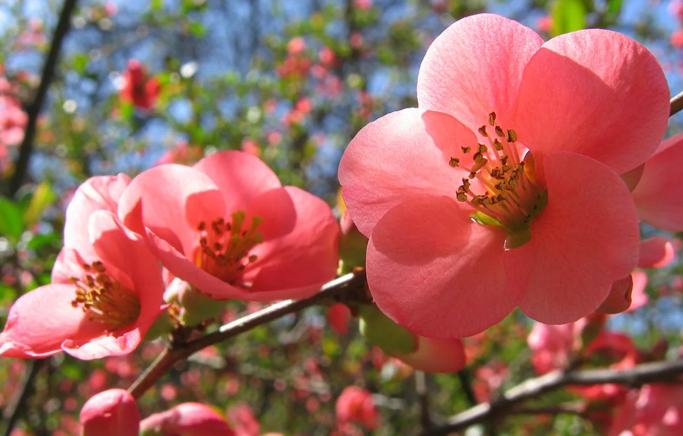 Photo wallpaper spring, pink flowers, Flowering