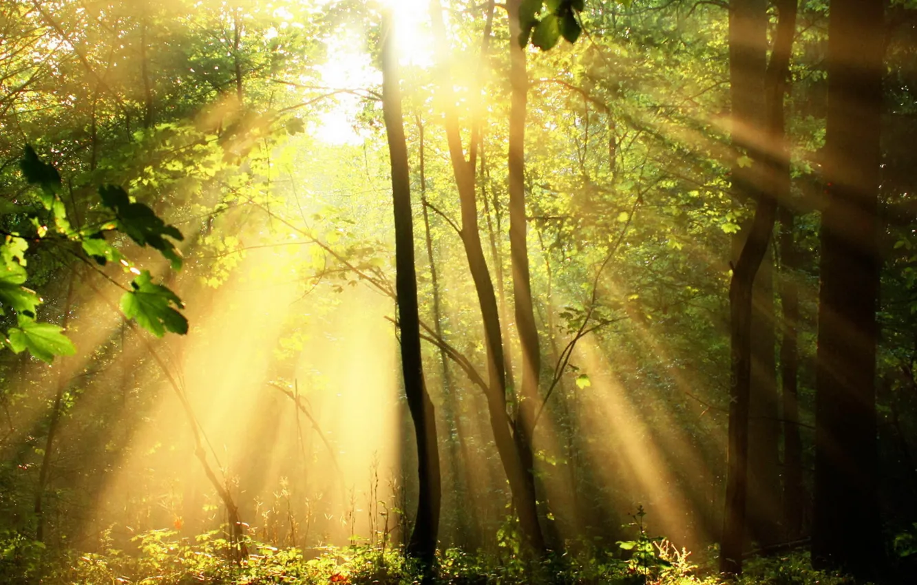 Wallpaper forest, light, light, forest, nature, nature. morning images for  desktop, section природа - download